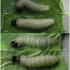 carch alceae larva4 volg11